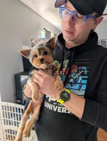 Evie litter, a female Yorkshire Terrier for sale in Cocoa, FL – Photo 9 of 10