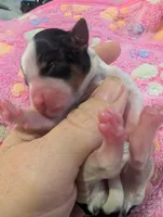 Evie litter, a female Yorkshire Terrier for sale in Cocoa, FL – Photo 7 of 10