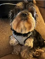 Evie litter, a female Yorkshire Terrier for sale in Cocoa, FL – Photo 2 of 10