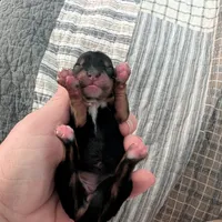 Yellow, a female Yorkshire Terrier for sale in Cocoa, FL – Photo 2 of 7