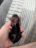 Yellow, a female Yorkshire Terrier for sale in Cocoa, FL – Photo 1 of 4