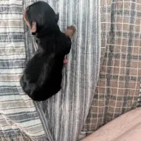 Yellow, a female Yorkshire Terrier for sale in Cocoa, FL – Photo 4 of 7