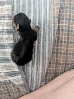 Yellow, a female Yorkshire Terrier for sale in Cocoa, FL – Photo 3 of 4