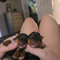 Yellow, a female Yorkshire Terrier for sale in Cocoa, FL – Photo 6 of 7
