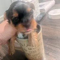 Yellow, a female Yorkshire Terrier for sale in Cocoa, FL – Photo 1 of 7