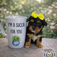 Yellow, a female Yorkshire Terrier for sale in Cocoa, FL – Photo 7 of 7