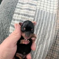 Yellow, a female Yorkshire Terrier for sale in Cocoa, FL – Photo 3 of 7