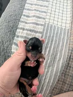 Yellow, a female Yorkshire Terrier for sale in Cocoa, FL – Photo 2 of 4