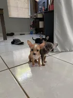 Toy chihuahua, a female Chihuahua for sale in Castroville, TX – Photo 6 of 7