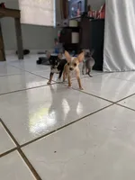 Toy chihuahua, a female Chihuahua for sale in Castroville, TX – Photo 5 of 7