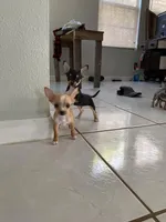 Toy chihuahua, a female Chihuahua for sale in Castroville, TX – Photo 7 of 7