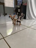 Toy chihuahua, a female Chihuahua for sale in Castroville, TX – Photo 3 of 7