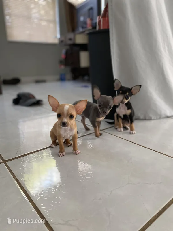Toy chihuahua