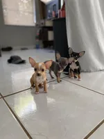 Toy chihuahua, a female Chihuahua for sale in Castroville, TX – Photo 1 of 7