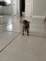 Toy chihuahua, a female Chihuahua for sale in Castroville, TX – Photo 4 of 7