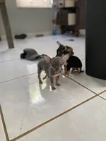 Toy chihuahua, a female Chihuahua for sale in Castroville, TX – Photo 2 of 7