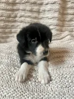 Clover, a female Border Collie for sale in Beebe, AR – 2 of 6