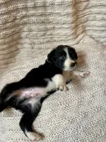 Flash, a male Border Collie for sale in Beebe, AR – 4 of 6