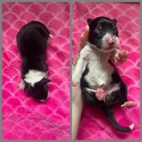 Sweetie, a female Border Collie for sale in Beebe, AR – 4 of 5