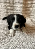 Flash, a male Border Collie for sale in Beebe, AR – 3 of 6