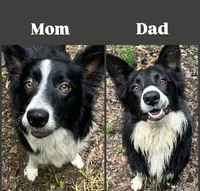 Sweetie, a female Border Collie for sale in Beebe, AR – 5 of 5