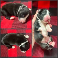Flash, a male Border Collie for sale in Beebe, AR – 5 of 6