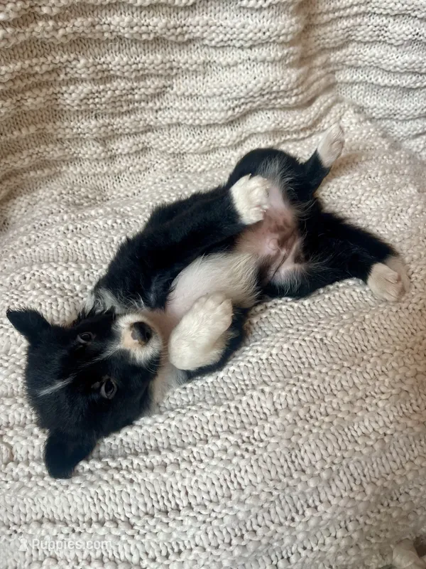 Racer – Border Collie puppy for sale in Beebe, AR