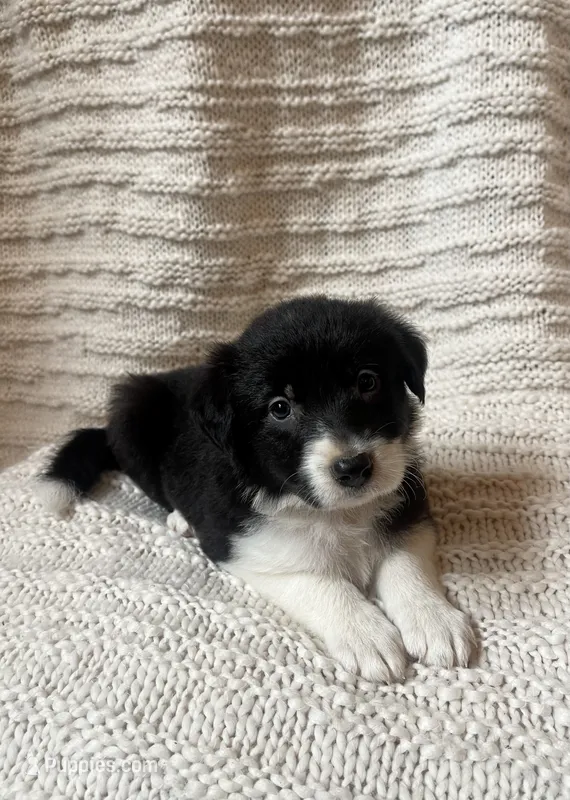 Sweetie – Border Collie puppy for sale in Beebe, AR