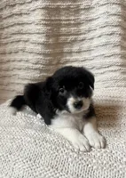 Sweetie, a female Border Collie for sale in Beebe, AR – 1 of 5