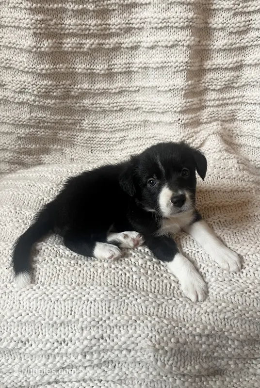 Clover – Border Collie puppy for sale in Beebe, AR