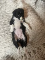 Clover, a female Border Collie for sale in Beebe, AR – 4 of 6