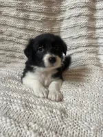 Sweetie, a female Border Collie for sale in Beebe, AR – 2 of 5