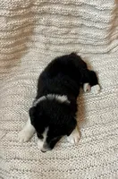 Flash, a male Border Collie for sale in Beebe, AR – 2 of 6