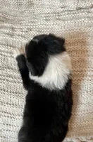 Racer, a male Border Collie for sale in Beebe, AR – 4 of 6