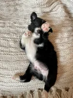 Racer, a male Border Collie for sale in Beebe, AR – 3 of 6