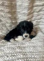 Racer, a male Border Collie for sale in Beebe, AR – 2 of 6
