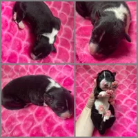 Clover, a female Border Collie for sale in Beebe, AR – 5 of 6
