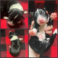 Racer, a male Border Collie for sale in Beebe, AR – 5 of 6