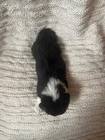 Clover, a female Border Collie for sale in Beebe, AR – 3 of 6