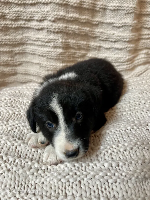 Flash – Border Collie puppy for sale in Beebe, AR