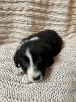 Flash, a male Border Collie for sale in Beebe, AR – 1 of 6