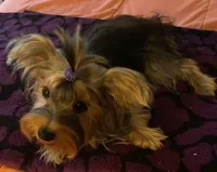 Missy, a female Yorkshire Terrier for sale in Spring Hill, FL – 3 of 4