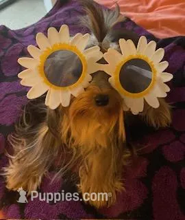 Tink – Yorkshire Terrier puppy for sale in Spring Hill, FL