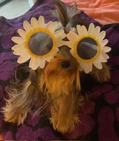 Tink, a female Yorkshire Terrier for sale in Spring Hill, FL – 1 of 4