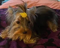Princess, a female Yorkshire Terrier for sale in Spring Hill, FL – 2 of 3