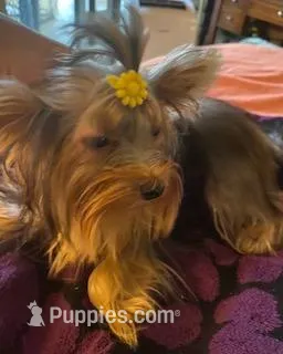Princess – Yorkshire Terrier puppy for sale in Spring Hill, FL