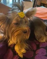 Princess, a female Yorkshire Terrier for sale in Spring Hill, FL – 1 of 3