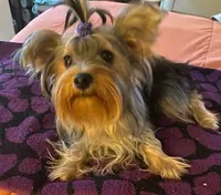 Missy, a female Yorkshire Terrier for sale in Spring Hill, FL – 4 of 4