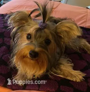Missy – Yorkshire Terrier puppy for sale in Spring Hill, FL