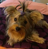 Missy, a female Yorkshire Terrier for sale in Spring Hill, FL – 1 of 4